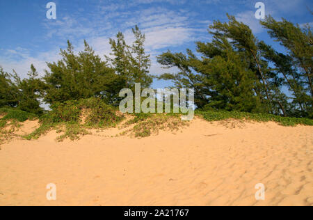 Alberi di pino e vigneti sulla spiaggia, St Lucia Costa, quartiere Umkhanyakude comune, KwaZulu Natal, Sud Africa. Foto Stock