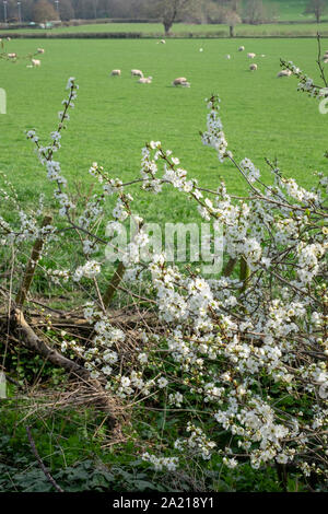 Prugnolo fiorisce in primavera Foto Stock