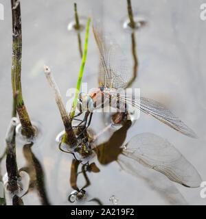 Libellula depone le uova su un ramoscello in un stagno. Il processo di riproduzione. Natura selvaggia. Foto Stock