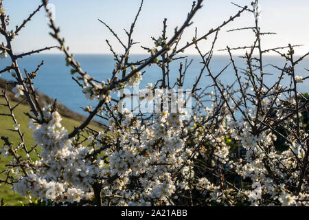 Prugnolo fiorisce in primavera Foto Stock