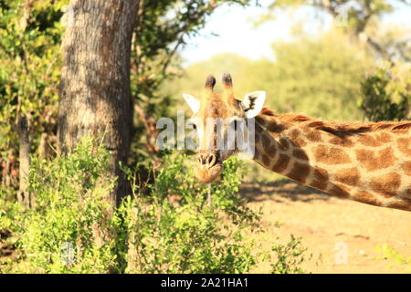 La giraffa di pascolare su una foglia Foto Stock