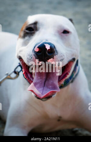 Primo piano di un maschio di mongrel dog mix di Bull Terrier, Pit Bull e American Staffordshire Terrier giacente a terra Foto Stock