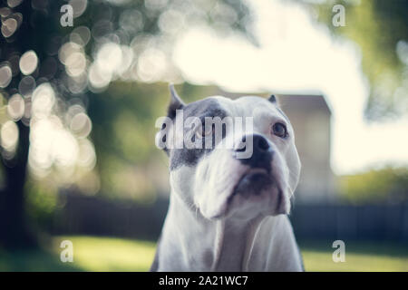 Ritratto di un dolce vecchio American Staffordshire Terrier Foto Stock