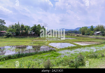 Inondati risaie nel Parco Nazionale di Kaziranga, quartiere Golaghat, Bochagaon, Assam, India Foto Stock