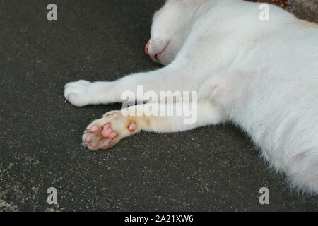 Closeup zampa di un gatto bianco che dorme sul lato strada, il fuoco selettivo catspaw concept Foto Stock