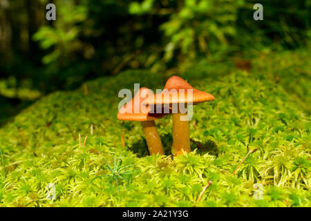 Deadly webcap (Cortinarius rubellus) altamente tossico fungo. Foto Stock