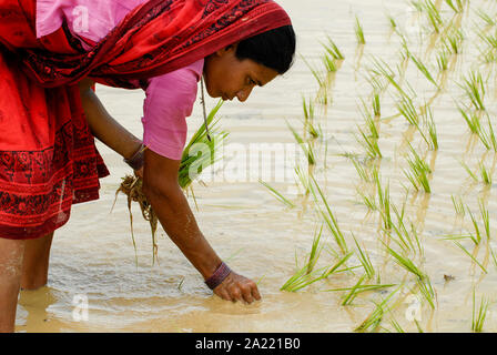 INDIA Westbengal, villaggio Gandhiji Songha , SRI la coltivazione del riso, il reimpianto di pianticelle di riso da vivaio di rainfed risaia durante il monsone / INDIEN Westbengalen , Dorf Gandhiji Songha , Landwirtschaft, SRI Reisanbau, Umpflanzen von Reissetzlingen Monsun im Foto Stock
