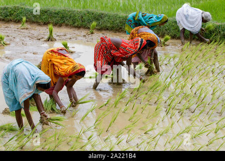 INDIA Westbengal, villaggio Gandhiji Songha , SRI la coltivazione del riso, il reimpianto di pianticelle di riso da vivaio di rainfed risaia durante il monsone / INDIEN Westbengalen , Dorf Gandhiji Songha , Landwirtschaft, SRI Reisanbau, Umpflanzen von Reissetzlingen Monsun im Foto Stock