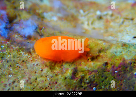 Arancione Seaslug Decorazione caramelle - Berthellina delicata/citrina Foto Stock