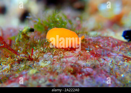 Arancione Seaslug Decorazione caramelle - Berthellina delicata/citrina Foto Stock