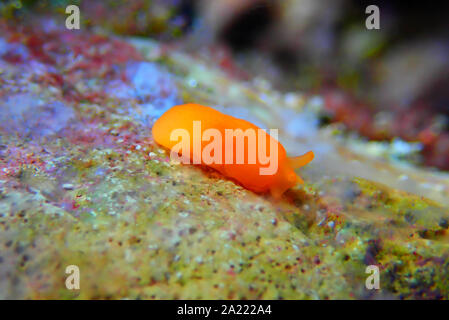 Arancione Seaslug Decorazione caramelle - Berthellina delicata/citrina Foto Stock