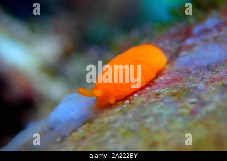 Arancione Seaslug Decorazione caramelle - Berthellina delicata/citrina Foto Stock