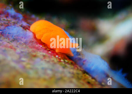 Arancione Seaslug Decorazione caramelle - Berthellina delicata/citrina Foto Stock