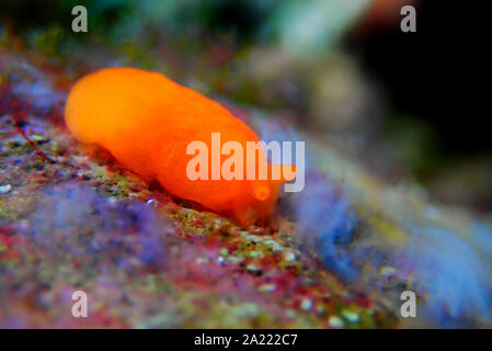 Arancione Seaslug Decorazione caramelle - Berthellina delicata/citrina Foto Stock