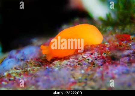 Arancione Seaslug Decorazione caramelle - Berthellina delicata/citrina Foto Stock