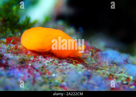 Arancione Seaslug Decorazione caramelle - Berthellina delicata/citrina Foto Stock