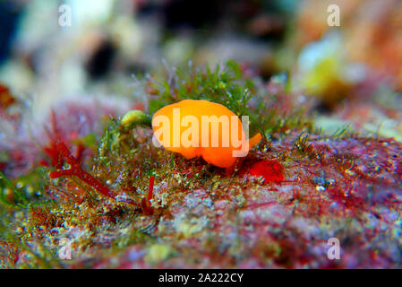 Arancione Seaslug Decorazione caramelle - Berthellina delicata/citrina Foto Stock