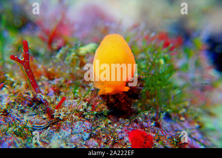 Arancione Seaslug Decorazione caramelle - Berthellina delicata/citrina Foto Stock