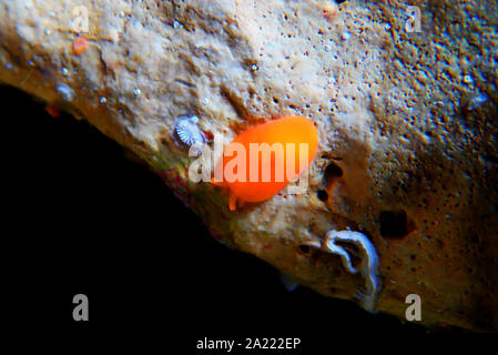 Arancione Seaslug Decorazione caramelle - Berthellina delicata/citrina Foto Stock