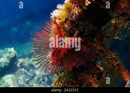 Rosso/viola Feather duster tubeworm - Branchiomma luctuosum Foto Stock