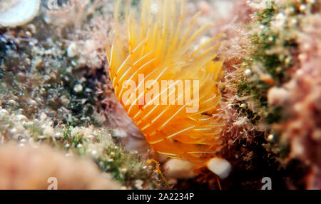 Giallo Mediterraneo Tubeworm a ferro di cavallo - (Protula tubularia) Foto Stock