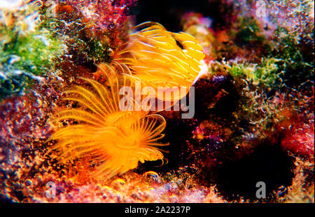 Giallo Mediterraneo Tubeworm a ferro di cavallo - (Protula tubularia) Foto Stock