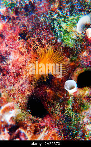 Giallo Mediterraneo Tubeworm a ferro di cavallo - (Protula tubularia) Foto Stock