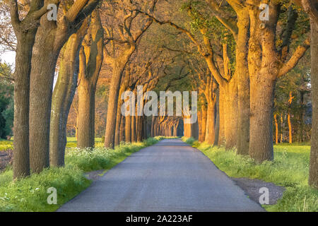 Tenuta di strada del paese con rovere lane al tramonto nei Paesi Bassi Foto Stock