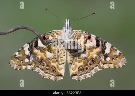 Il meraviglioso dipinto di lady butterfly (Vanessa cardui) Foto Stock