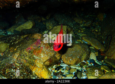 Apogon imberbis - Mediterraneo Cardinalfish, re di triglie Foto Stock