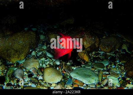 Apogon imberbis - Mediterraneo Cardinalfish, re di triglie Foto Stock