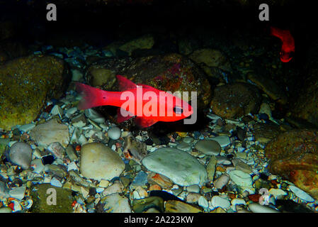 Apogon imberbis - Mediterraneo Cardinalfish, re di triglie Foto Stock