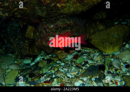 Apogon imberbis - Mediterraneo Cardinalfish, re di triglie Foto Stock