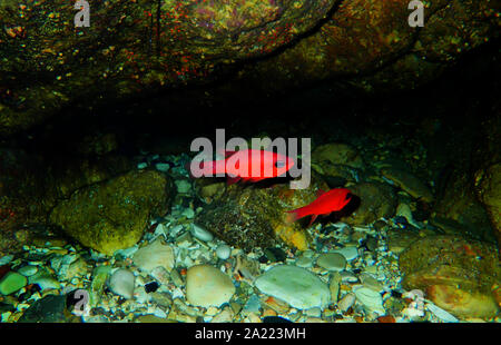 Apogon imberbis - Mediterraneo Cardinalfish, re di triglie Foto Stock