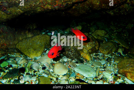 Apogon imberbis - Mediterraneo Cardinalfish, re di triglie Foto Stock