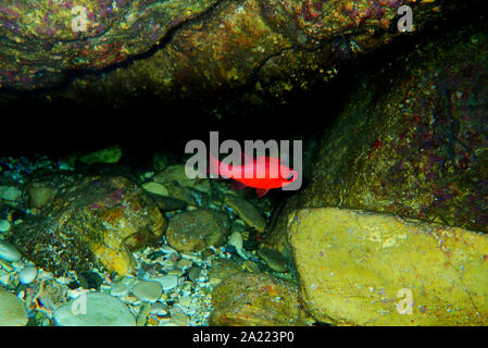 Apogon imberbis - Mediterraneo Cardinalfish, re di triglie Foto Stock