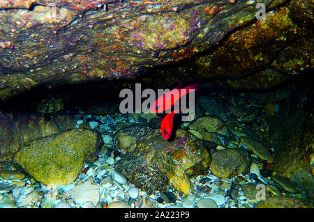 Apogon imberbis - Mediterraneo Cardinalfish, re di triglie Foto Stock