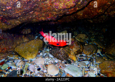 Apogon imberbis - Mediterraneo Cardinalfish, re di triglie Foto Stock