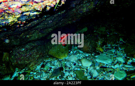 Apogon imberbis - Mediterraneo Cardinalfish, re di triglie Foto Stock