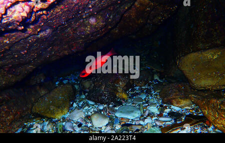 Apogon imberbis - Mediterraneo Cardinalfish, re di triglie Foto Stock