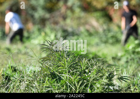 Raccolta commerciale della canapa per la produzione di CBD e altri prodotti di canapa, MontKush fattorie, Plainfield, Vermont negli Stati Uniti. Foto Stock