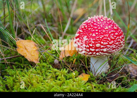 Amanita muscaria, fly agaric o fly amanita velenose di colore rosso e bianco macchiato pineta fungo tra l'erba e muschio, close up Foto Stock