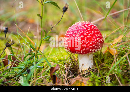 Amanita muscaria, fly agaric o fly amanita velenose di colore rosso e bianco macchiato pineta fungo tra l'erba e muschio, close up Foto Stock