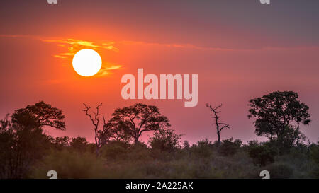 Tramonto africano al di sopra di silhouette di alberi di savana arbusti ed erba al tramonto nel parco nazionale Kruger Sud Africa Foto Stock