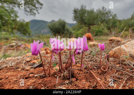 Gruppo di edera-lasciava ciclamino o sowbread (Cyclamen hederifolium) in campi di olivi ambiente sulla penisola del Peloponneso, Grecia Foto Stock