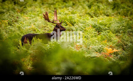 Orgogliosa Daini stag sorge in bracken profondi solchi durante la stagione Foto Stock