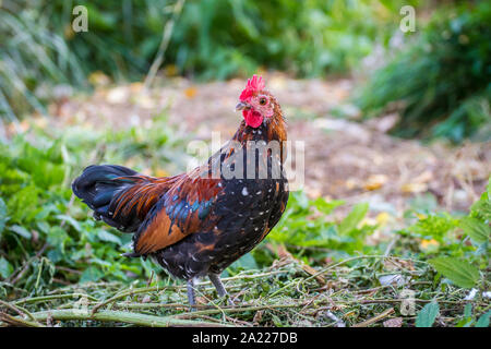 Giovani Steinhendl/ Stoapiperl rooster - in via di estinzione di una razza di pollo dall' Austria Foto Stock