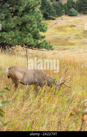 Il Buck con la testa in giù a mangiare erba in Colorado Foto Stock