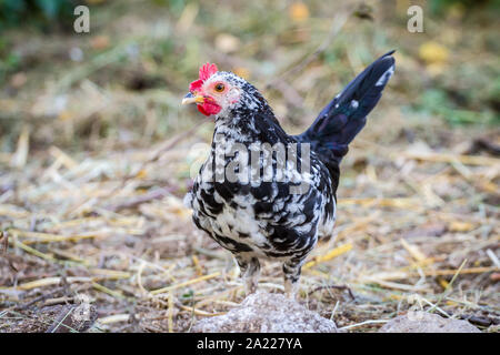 Giovani Steinhendl/ Stoapiperl rooster - in via di estinzione di una razza di pollo dall' Austria Foto Stock