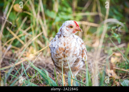 Giovani Steinhendl/ Stoapiperl - in via di estinzione di una razza di pollo dall' Austria Foto Stock